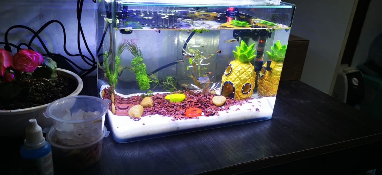 KIT Acuario Completo Instalado 16 LTS.
