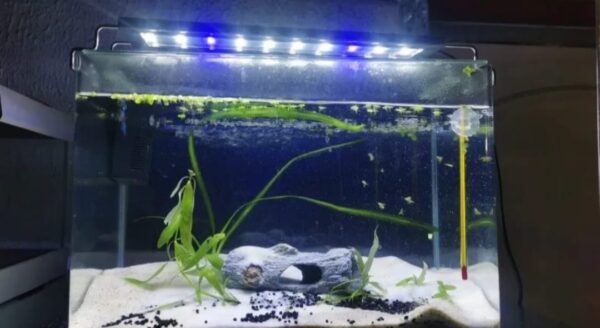 Kit Acuario 10.8 Litros