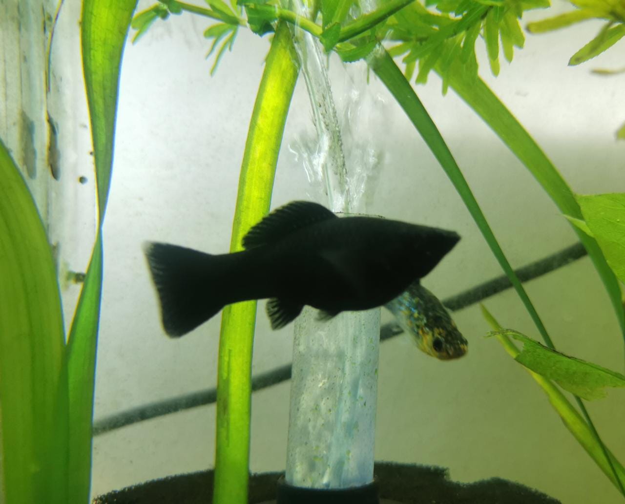 Mollys XL