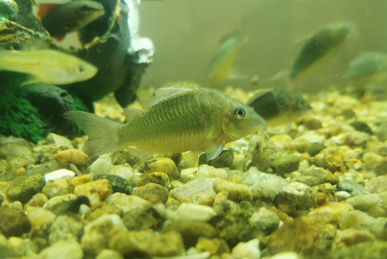 Coridora Cory Kat