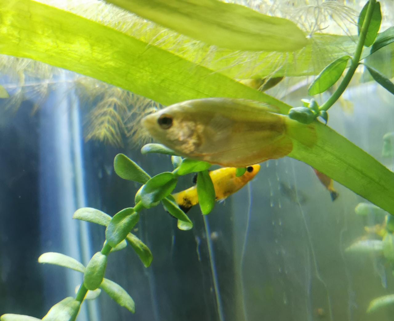 Coliza Dorada