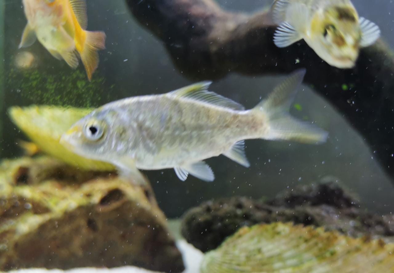 Koi
