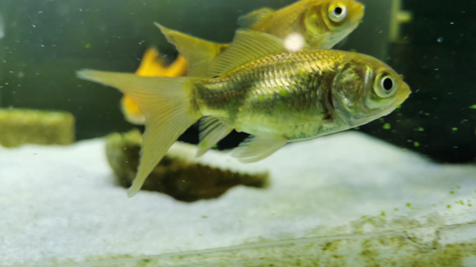 Gold Fish dorado