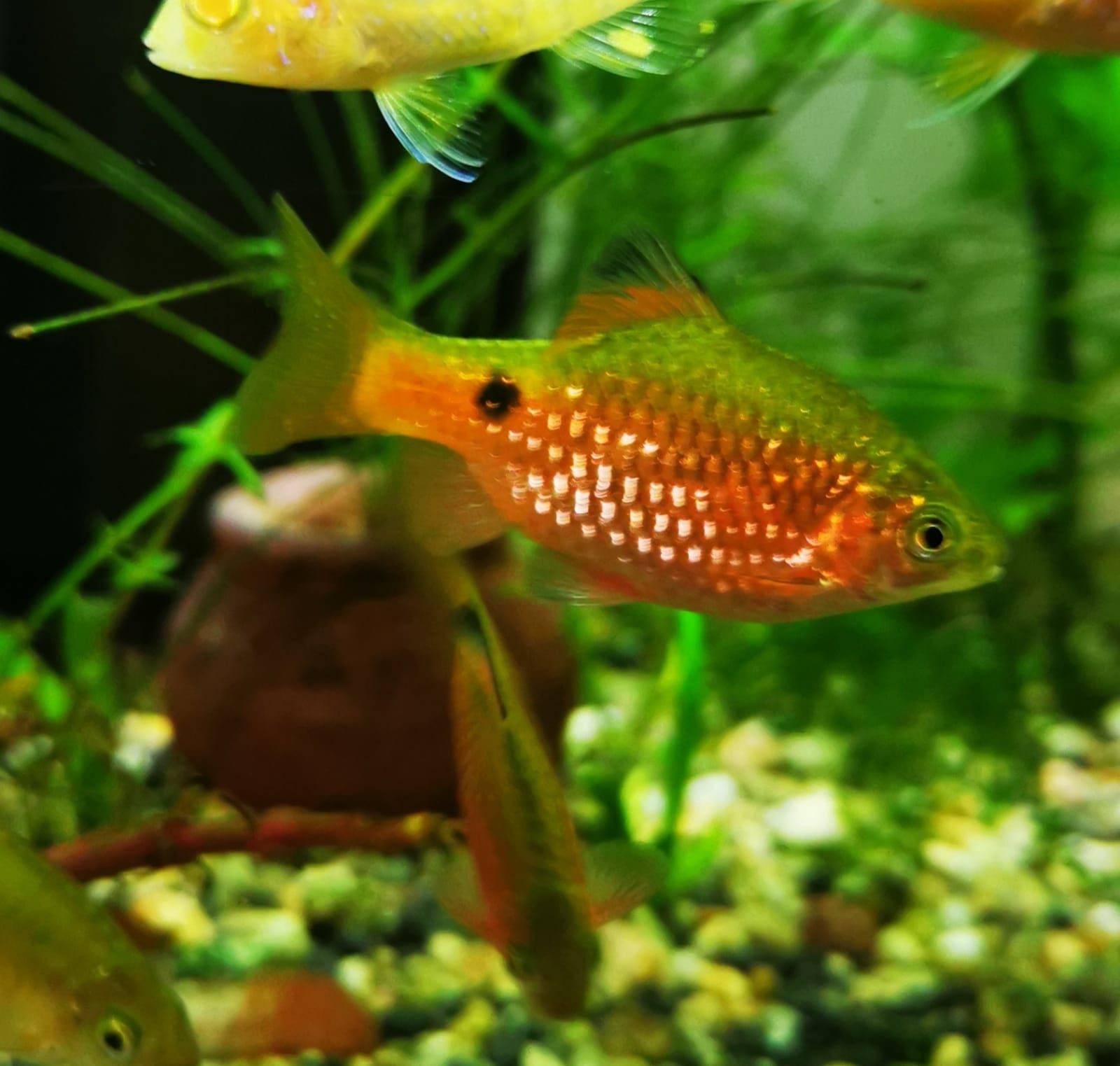 Barbo cochoño