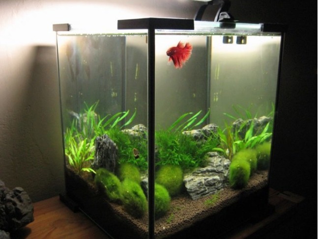 Kit Acuario Cubo 27L Completo Instalado
