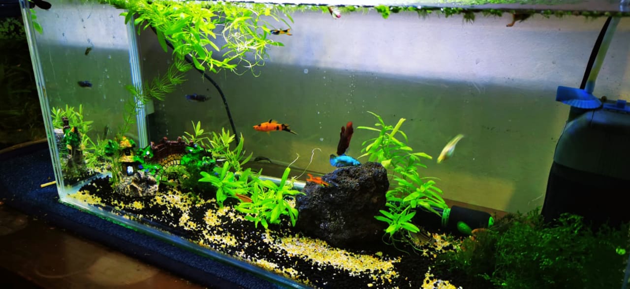 Kit Acuario Completo instalado 100 LITROS