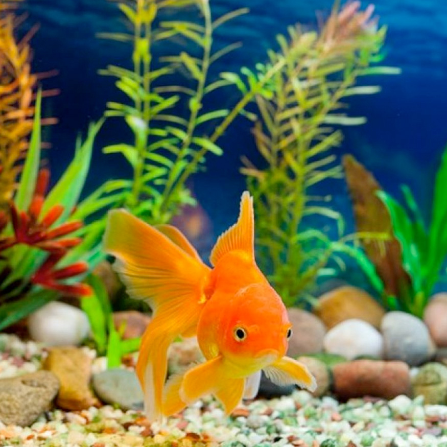 Peces